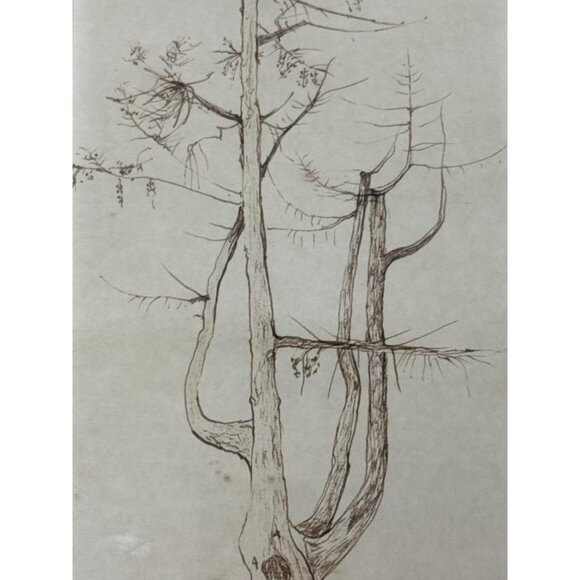 Sally B Hooff Original Ink Drawing Tree Study PEI Artist Vintage Artwork - Picture 2 of 4